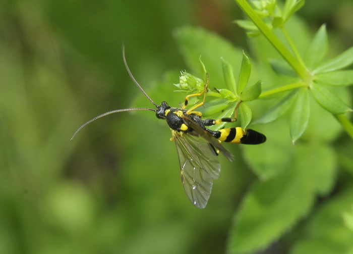 Ctenophora ornata? No. Ichneumonidae